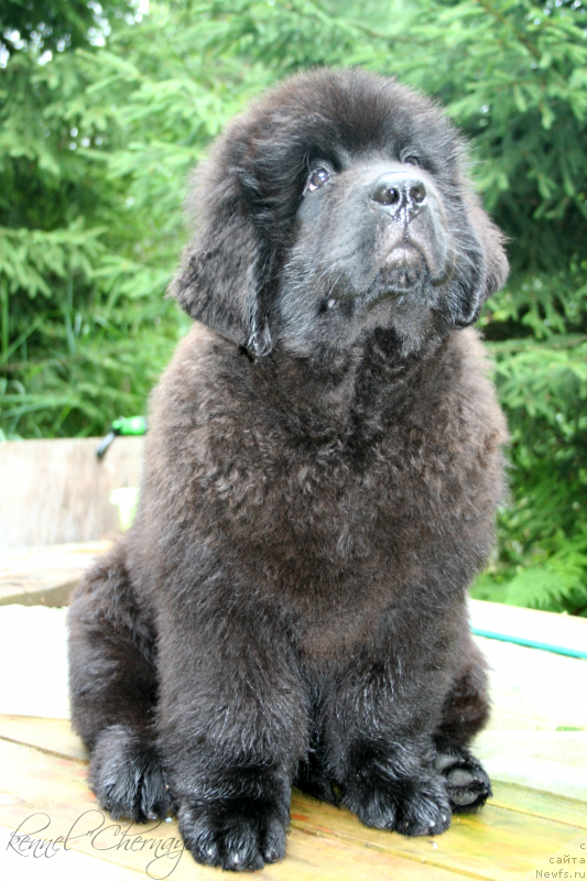 Фото: ньюфаундленд Черная Мафия Маттер оф Тиме (Chernaya Mafia Matter of Time)