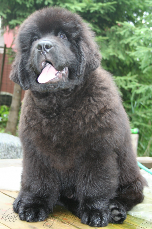 Фото: ньюфаундленд Черная Мафия Маттер оф Тиме (Chernaya Mafia Matter of Time)