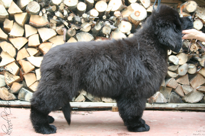 Фото: ньюфаундленд Черная Мафия Маттер оф Тиме (Chernaya Mafia Matter of Time)