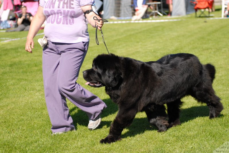Фото: ньюфаундленд Сент Джонс Сабина Мистикал (Sent Djons Sabina Mistical)