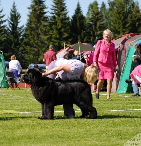 Фото: ньюфаундленд Сент Джонс Сабина Мистикал (Sent Djons Sabina Mistical)