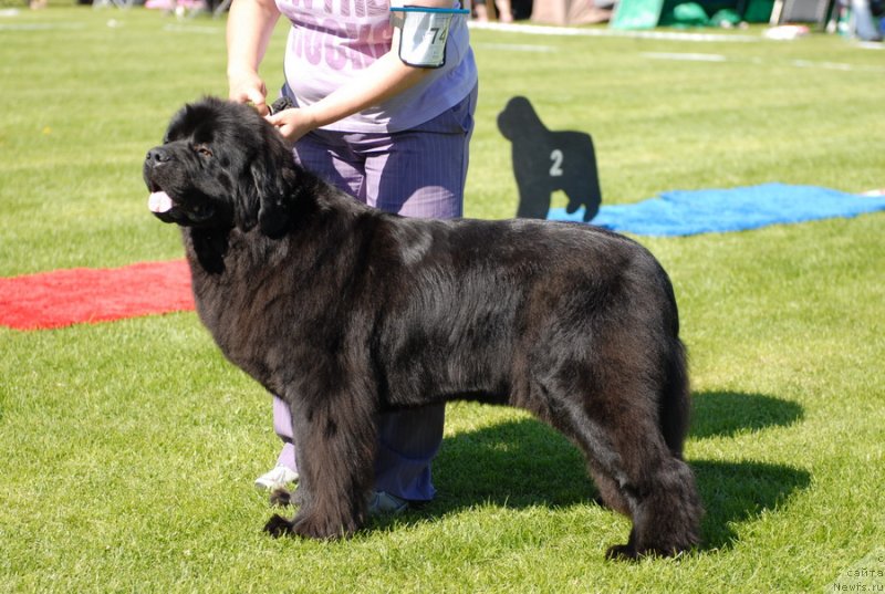 Фото: ньюфаундленд Сент Джонс Сабина Мистикал (Sent Djons Sabina Mistical)