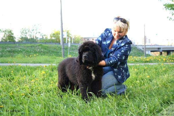Фото: ньюфаундленд Питерньюф Жора Питерский (Piternyuf Zhora Piterskiy)