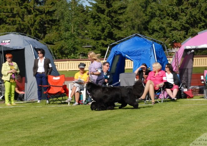 Фото: ньюфаундленд Сент Джонс Роуз фо Ми (Sent Djons Rose for Me)