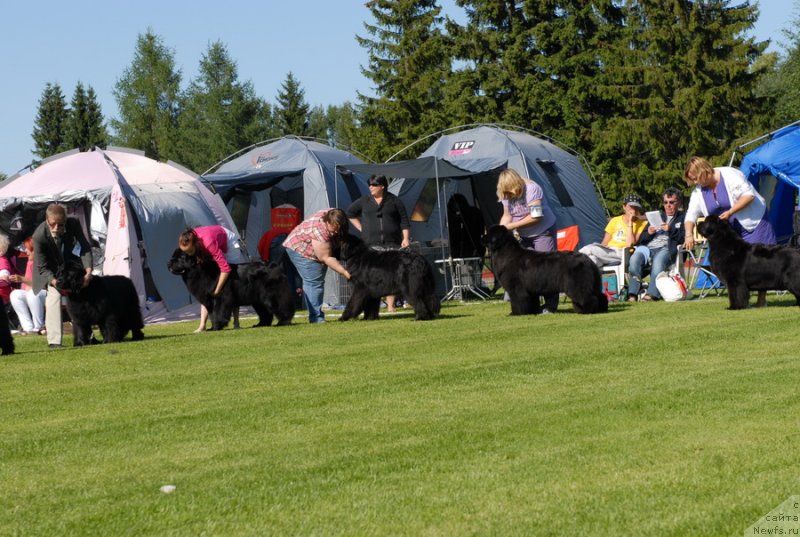 Фото: ньюфаундленд Сент Джонс Роуз фо Ми (Sent Djons Rose for Me)