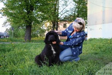 Фото: ньюфаундленд Питерньюф Жора Питерский (Piternyuf Zhora Piterskiy)