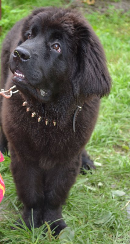 Фото: ньюфаундленд Черная Мафия Зоом Инто Ме (Chernaya Mafia Zoom Into Me)