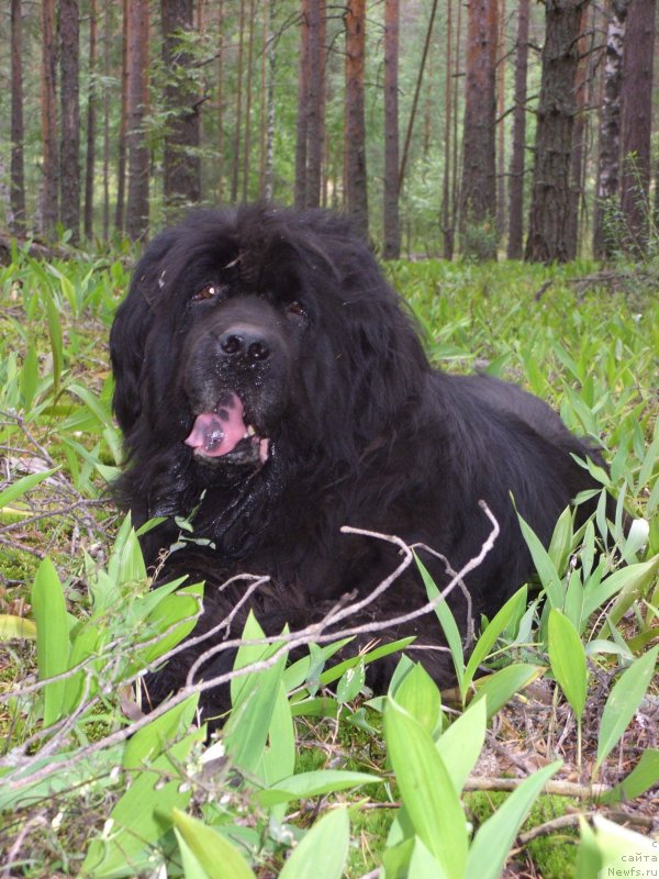 Фото: ньюфаундленд Глэд Ту Си Джипси