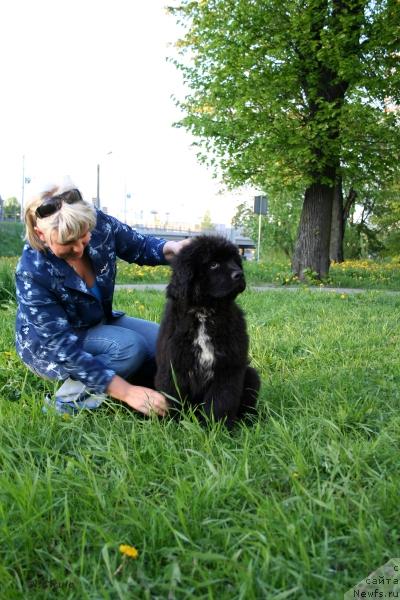 Фото: ньюфаундленд Питерньюф Жора Питерский (Piternyuf Zhora Piterskiy)