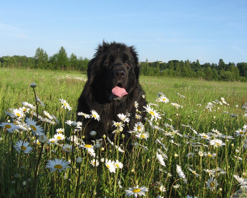 Фото: ньюфаундленд Барбара Черный Брильянт