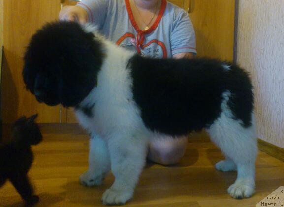 Фото: ньюфаундленд Аквиан Сонг Карамель