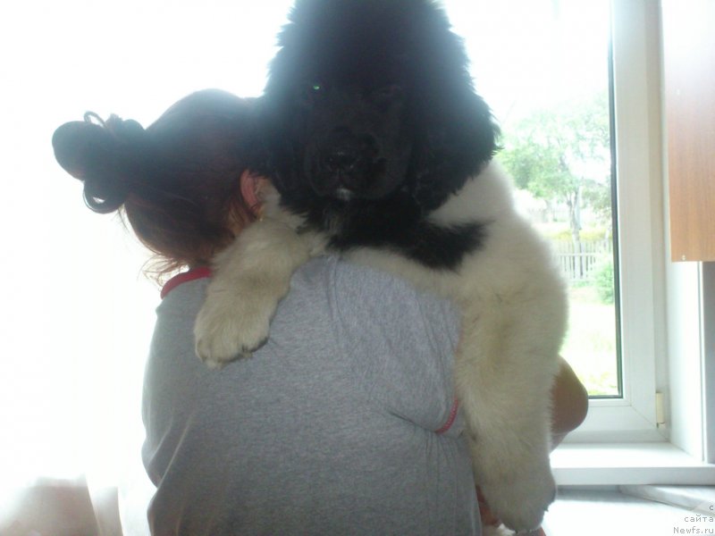 Фото: ньюфаундленд Аквиан Сонг Карамель