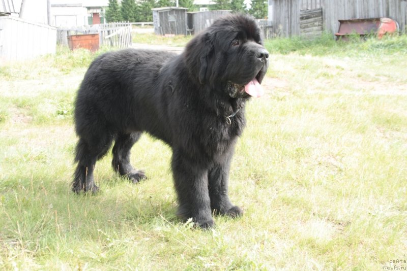 Фото: ньюфаундленд Бегущая по Волнам Зеро Коол