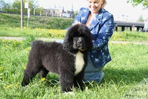 Фото: ньюфаундленд Питерньюф Жгучий Поцелуй (Piternyuf Zhguchiy Potseluy)