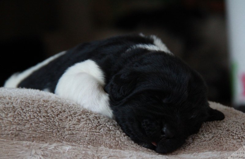 Фото: ньюфаундленд Аквиан Сонг Монтана