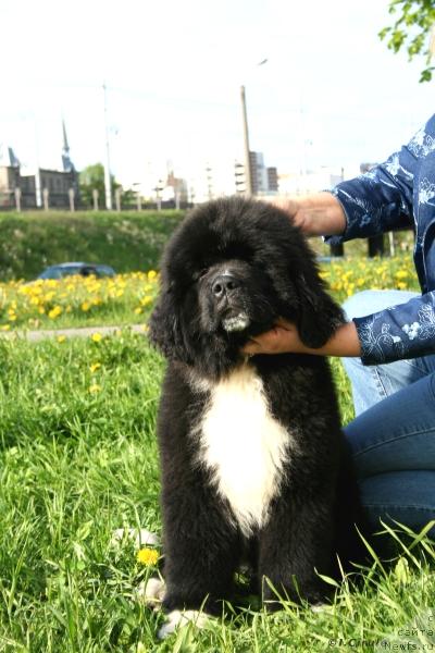 Фото: ньюфаундленд Питерньюф Жгучий Поцелуй (Piternyuf Zhguchiy Potseluy)