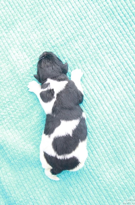 Фото: ньюфаундленд Аквиан Сонг Марио