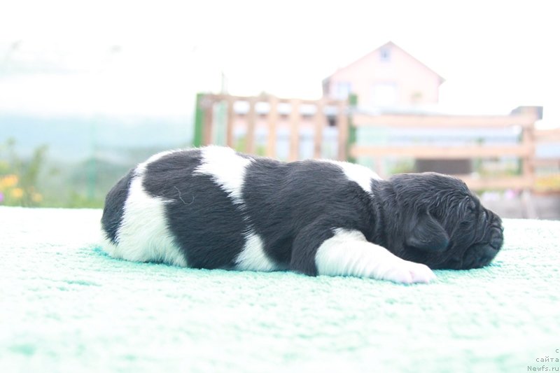 Фото: ньюфаундленд Аквиан Сонг Марио