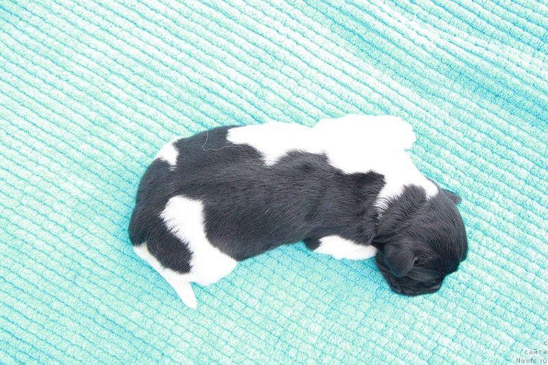 Фото: ньюфаундленд Аквиан Сонг Монтана