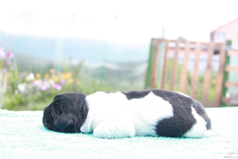 Фото: ньюфаундленд Аквиан Сонг Монтана