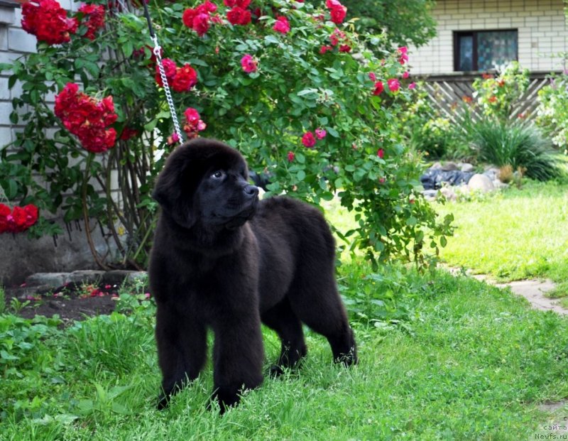 Фото: ньюфаундленд Чудо Чойс Звездного Дара с Берега Дона (Chudo Choice Zvezdnyj Dar s Berega Dona)