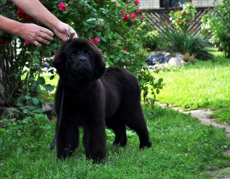 Фото: ньюфаундленд Чудо Чойс Звездного Дара с Берега Дона (Chudo Choice Zvezdnyj Dar s Berega Dona)