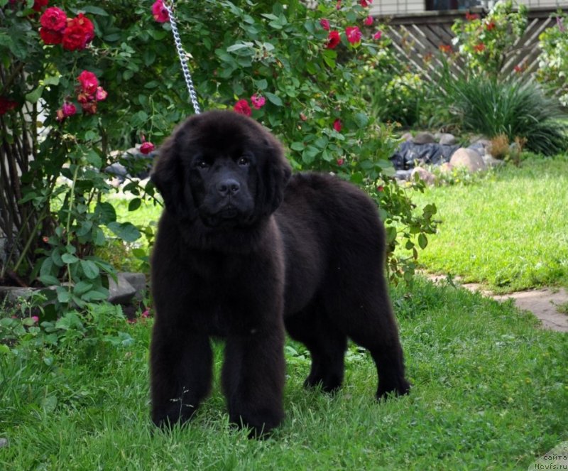 Фото: ньюфаундленд Чудо Чойс Звездного Дара с Берега Дона (Chudo Choice Zvezdnyj Dar s Berega Dona)
