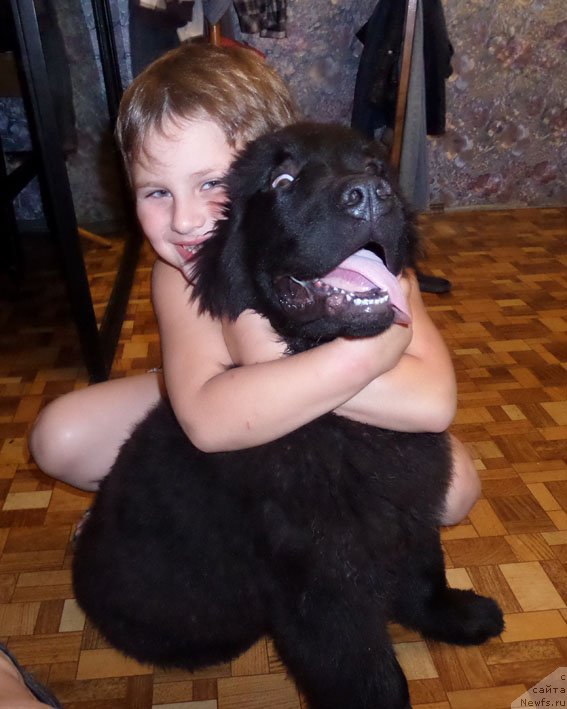 Фото: ньюфаундленд Чрезвычайная Чайн с Берега Дона (Chrezvychaynaya Chayn s Berega Dona)