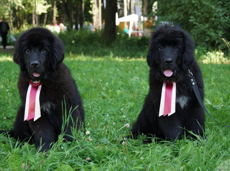 Фото: ньюфаундленд Питерньюф ИСК (Piternyuf ICQ), ньюфаундленд Питерньюф Интерфасе (Piternyuf Interface)