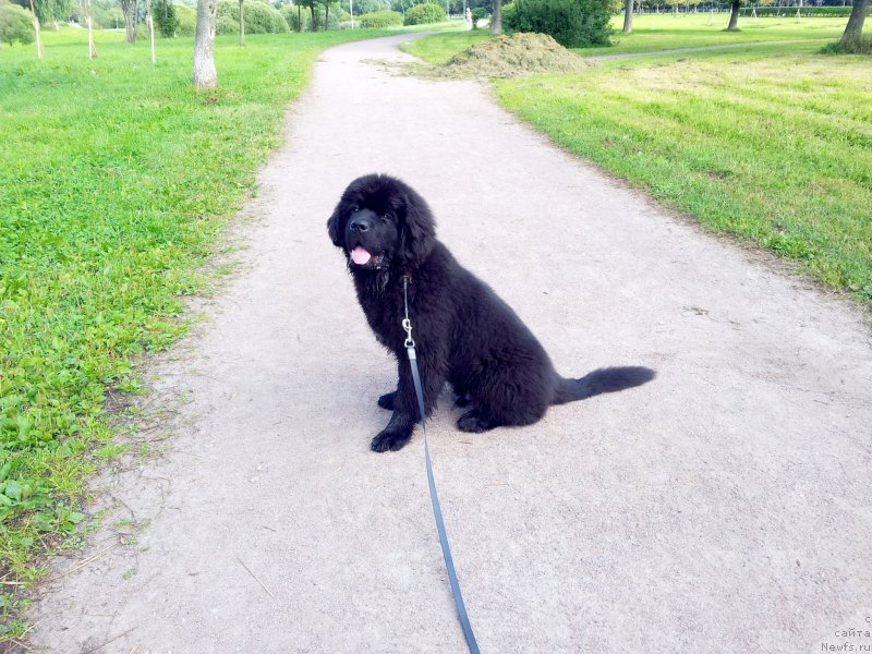 Фото: ньюфаундленд Бегущая по Волнам Есперанто Етуло Чуи