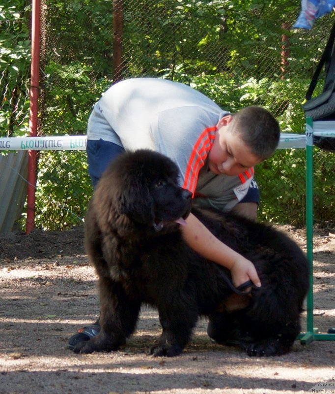 Фото: ньюфаундленд Питерньюф Интернет (Piternyuf Internet)