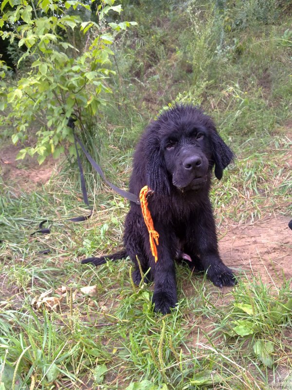 Фото: ньюфаундленд Черный Чанк с Берега Дона (Chernyj Chank s Berega Dona)