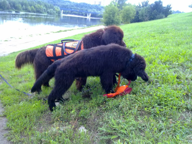 Фото: ньюфаундленд Черный Чанк с Берега Дона (Chernyj Chank s Berega Dona), ньюфаундленд Очаровашка с Берега Дона (Ocharovashka s Berega Dona)