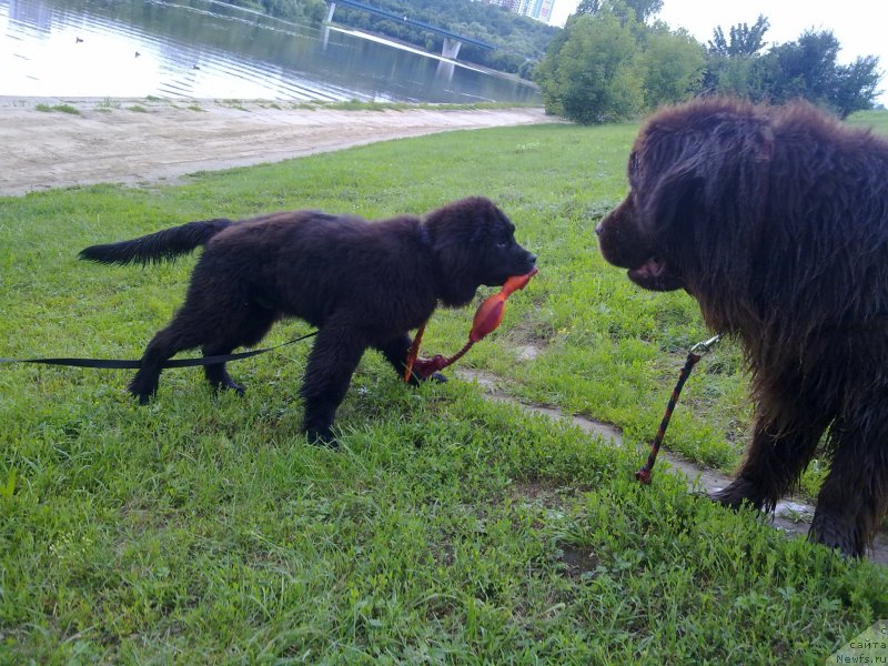 Фото: ньюфаундленд Очаровашка с Берега Дона (Ocharovashka s Berega Dona), ньюфаундленд Черный Чанк с Берега Дона (Chernyj Chank s Berega Dona)