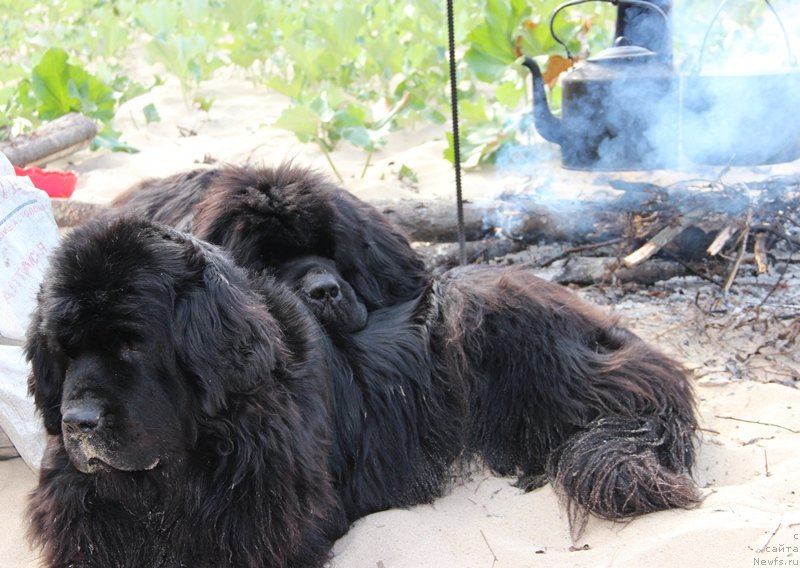 Фото: ньюфаундленд Акин Соул София, ньюфаундленд Баловень Судьбы