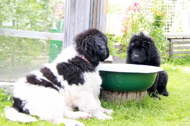 Фото: ньюфаундленд Аквиан Сонг Кисс Фром Роуз (Akvian Song Kiss from Rouz), и Моон Брук Варя.