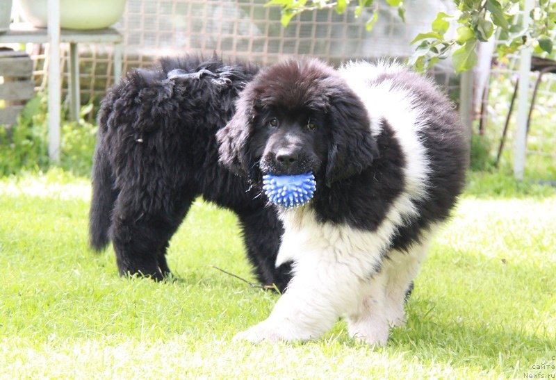 Фото: ньюфаундленд Аквиан Сонг Кисс Фром Роуз (Akvian Song Kiss from Rouz)