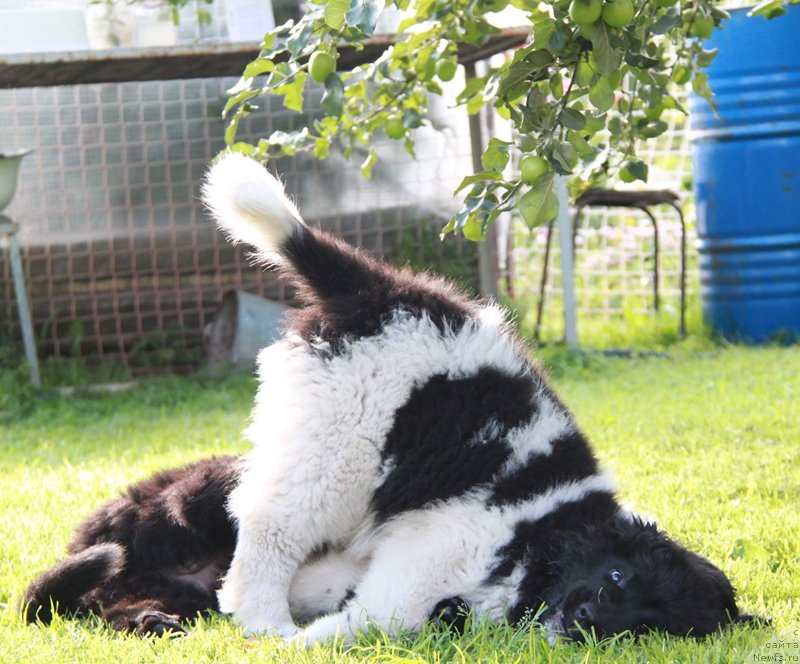 Фото: ньюфаундленд Аквиан Сонг Кисс Фром Роуз (Akvian Song Kiss from Rouz), и Моон Брук В.