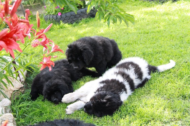 Фото: ньюфаундленд Аквиан Сонг Кисс Фром Роуз (Akvian Song Kiss from Rouz), и Моон Брук Василиса и Варя.