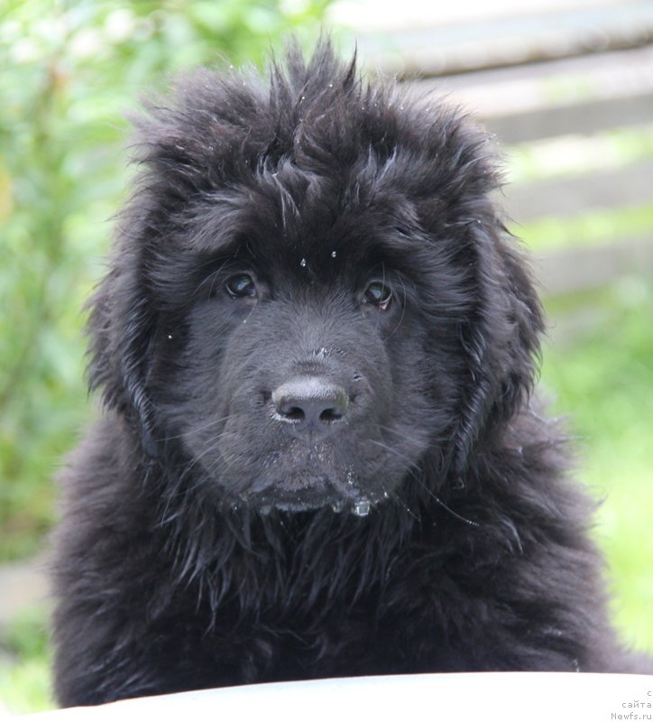 Фото: Моон Брук Варя