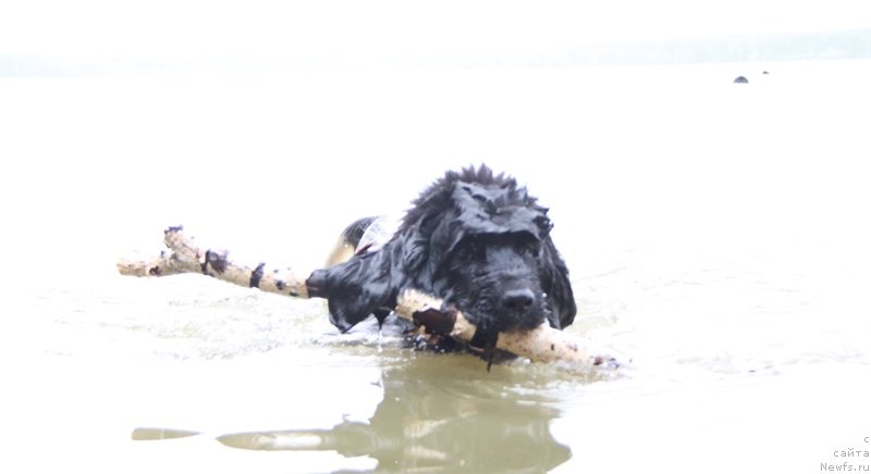 Фото: ньюфаундленд Аквиан Сонг Кисс Фром Роуз (Akvian Song Kiss from Rouz)