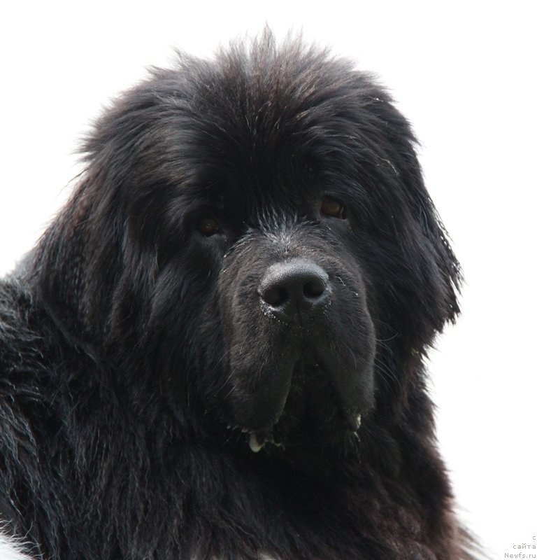 Фото: ньюфаундленд Супер Премиум Зиппи Сенсейшен