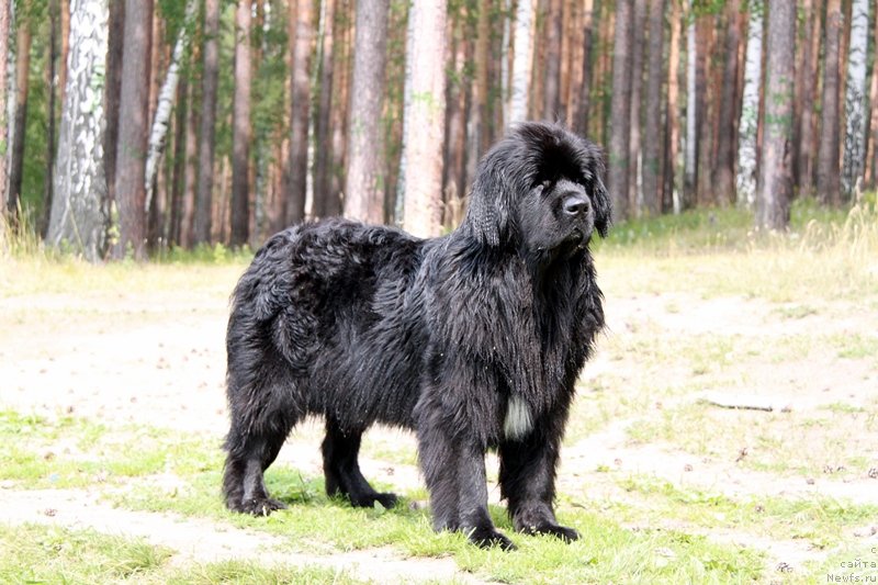 Фото: ньюфаундленд Бианка Вайт Пэрл