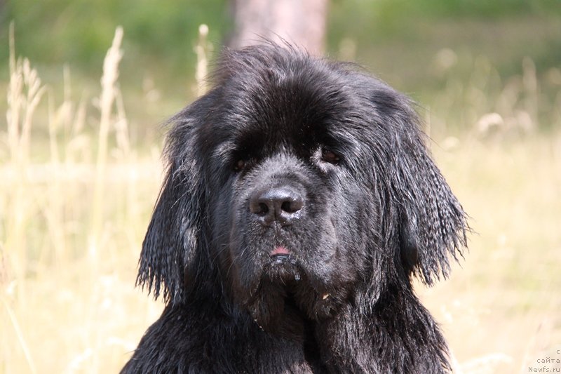 Фото: ньюфаундленд Бианка Вайт Пэрл