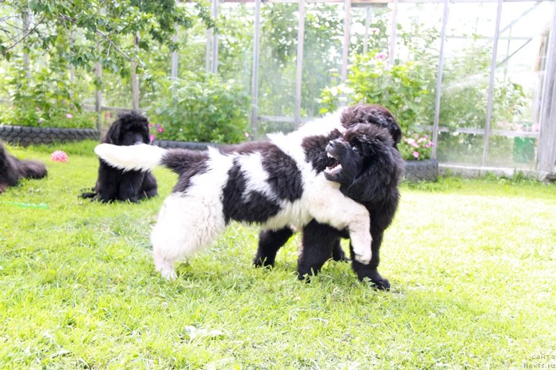 Фото: ньюфаундленд Аквиан Сонг Кисс Фром Роуз (Akvian Song Kiss from Rouz), и Моон Брук В.