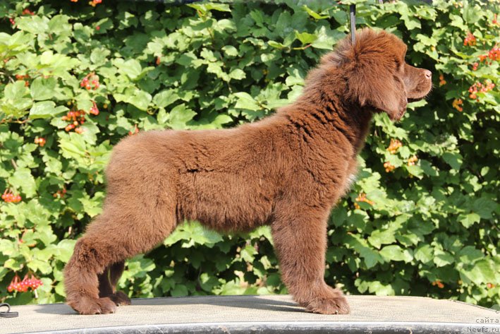 Фото: ньюфаундленд Шардоне с Берега Дона