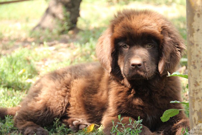 Фото: ньюфаундленд Шардоне с Берега Дона