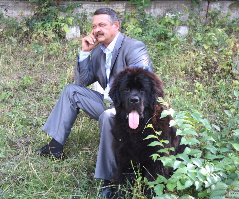 Фото: Сергей Селезнев, ньюфаундленд Дак Прайд Валентино (Dark Pride Valentino)