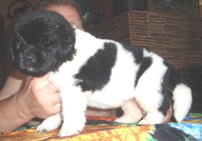 Фото: ньюфаундленд Ньюфорт Магия Любви