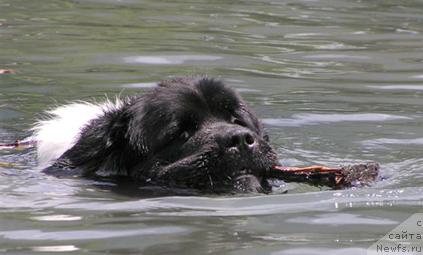Фото: ньюфаундленд Newf Mermaid Yentl